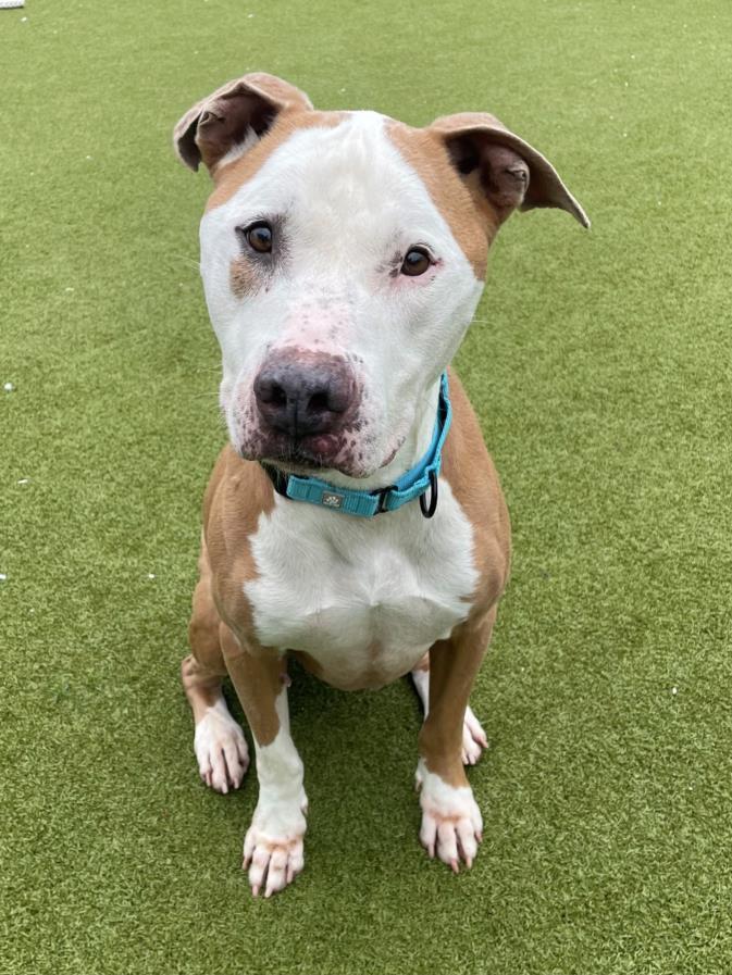 BROLY, an adoptable Bull Terrier in Naples, FL, 34104 | Photo Image 1