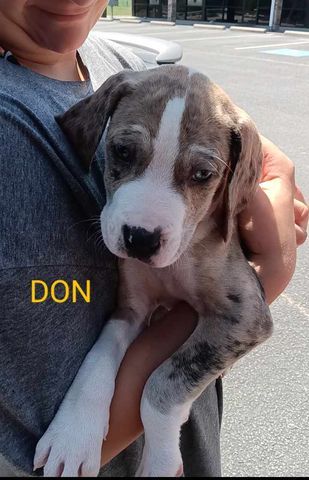 Don