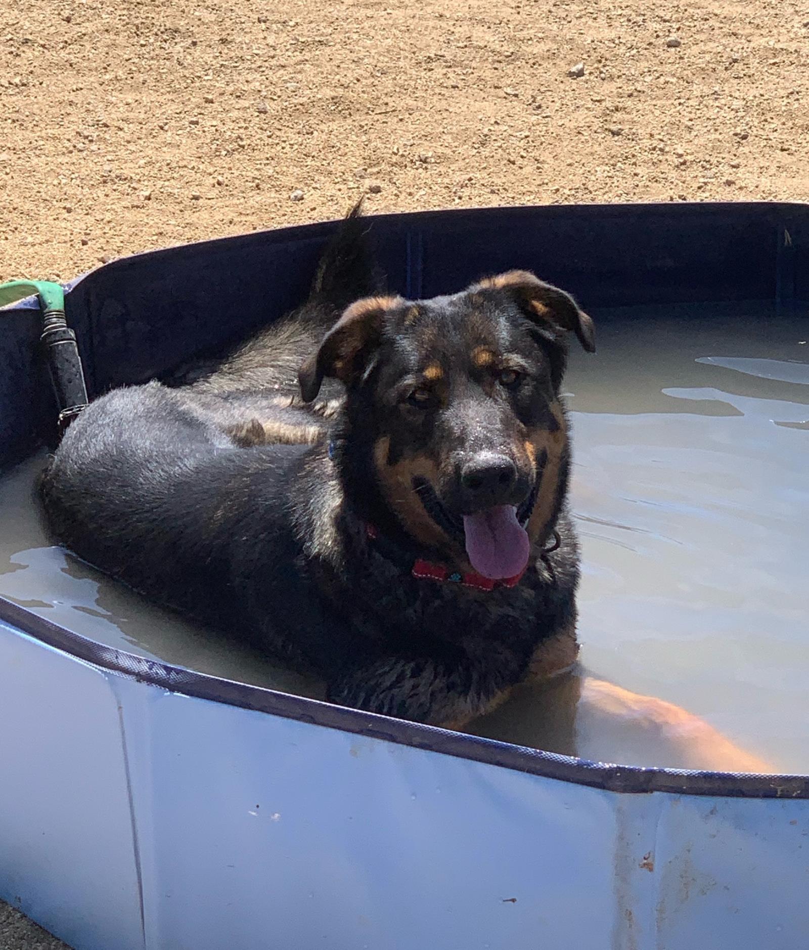 Honey, an adoptable German Shepherd Dog, Rottweiler in Incline Village, NV, 89450 | Photo Image 1