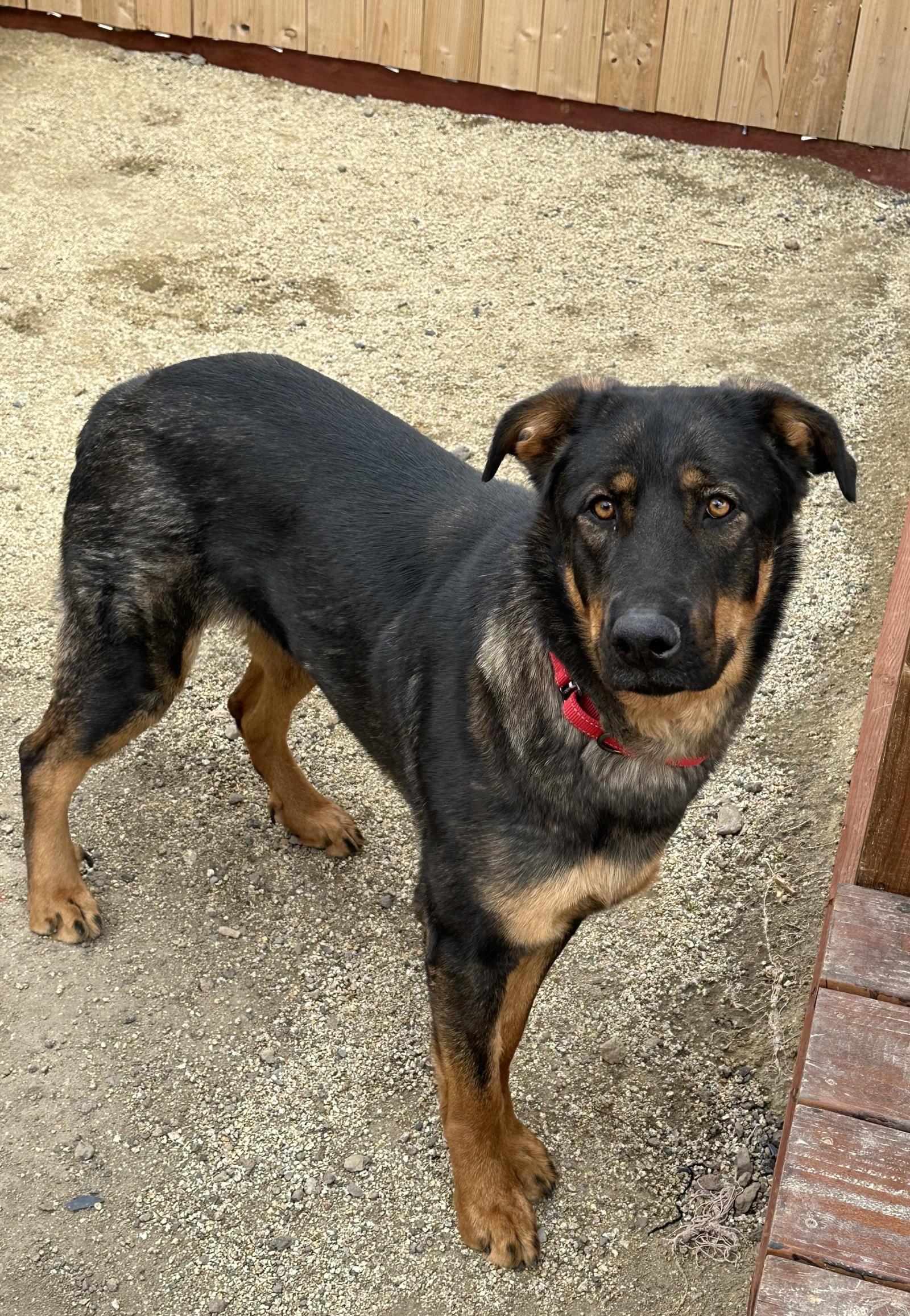 Honey, an adoptable German Shepherd Dog, Rottweiler in Incline Village, NV, 89450 | Photo Image 2