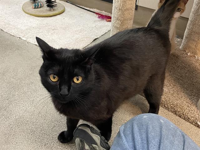 BURGUNDY, an adoptable Domestic Short Hair in McKinleyville, CA, 95519 | Photo Image 1