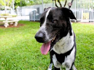 Handsome Cooper ID 678823 doesnt understand why he is at the Humane Society of Broward County Thi