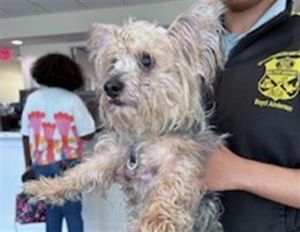 STRAY NOT AVAILABLE Yorkshire Terrier Dog