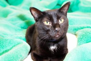 Raven is a velvety-black golden-green eyed handsome kitty He is an inquisitive explorer and very 