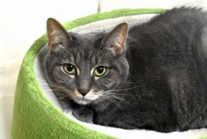 Sweetie is a beautiful gray-brown tiger kitty with expressive sea-glass green e