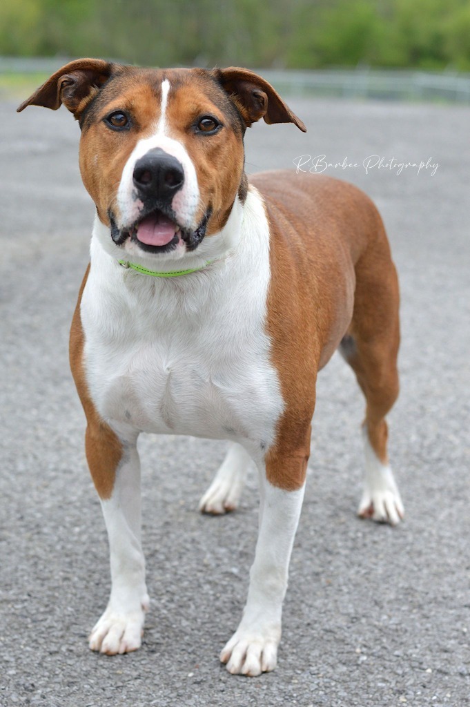 Zane - Adoptable, an adoptable Hound, Affenpinscher in Chickamauga , GA, 30707 | Photo Image 1