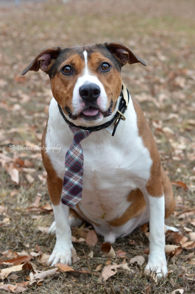 Zane - Adoptable, an adoptable Hound, Affenpinscher in Chickamauga , GA, 30707 | Photo Image 3