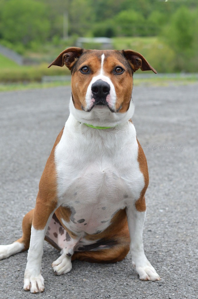 Zane - Adoptable, an adoptable Hound, Affenpinscher in Chickamauga , GA, 30707 | Photo Image 4