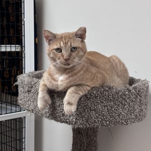 Valentine, Senior Male unknown