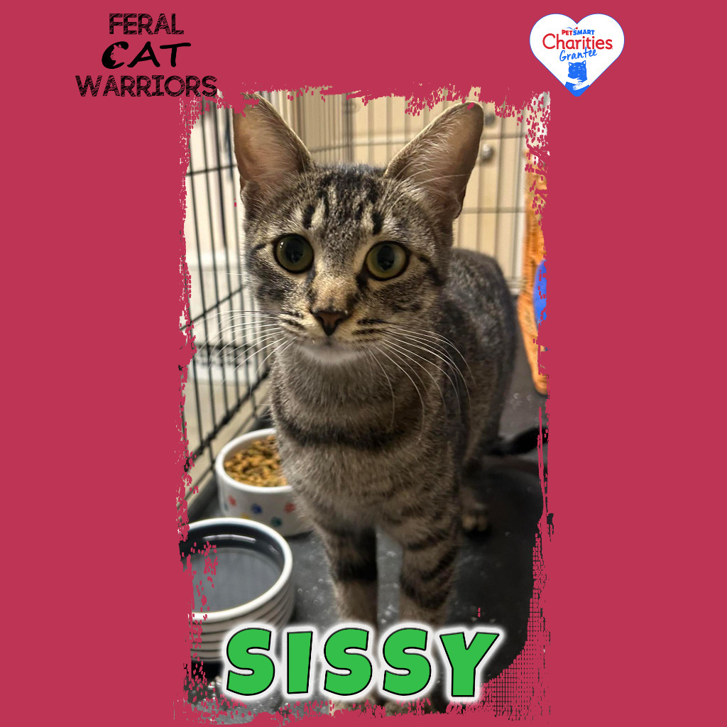 Sissy, an adoptable Domestic Short Hair in Kingman, AZ, 86401 | Photo Image 1