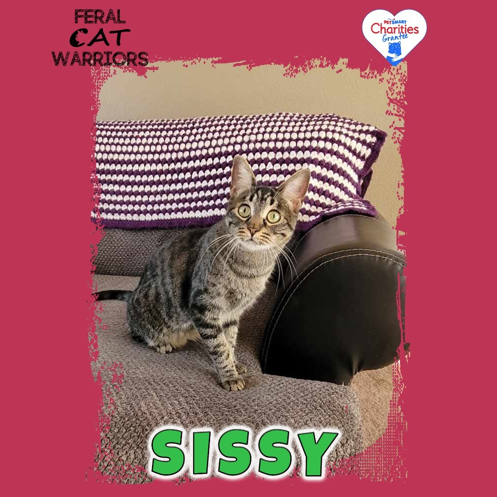 Sissy, an adoptable Domestic Short Hair in Kingman, AZ, 86401 | Photo Image 1