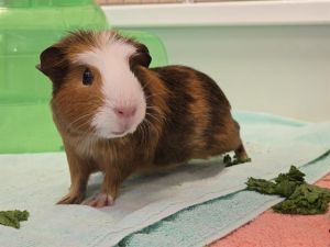 Meet Brooklyn an adorable guinea pig found in the Baylands with a group of othe