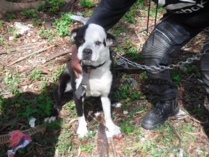 VASO American Bulldog Dog