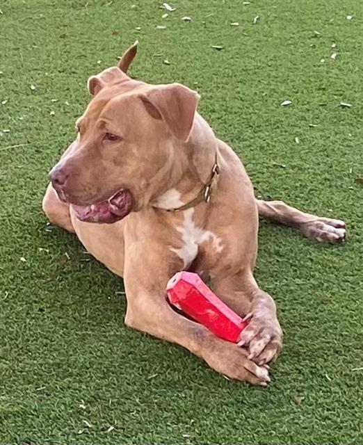 GRACE, an adoptable American Bulldog in Miami, FL, 33122 | Photo Image 1