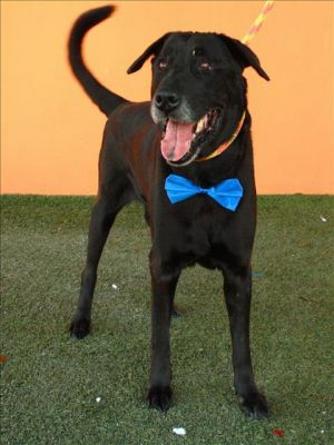 SMOKE Labrador Retriever Dog