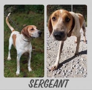 Sergeant (Courtesy Post)