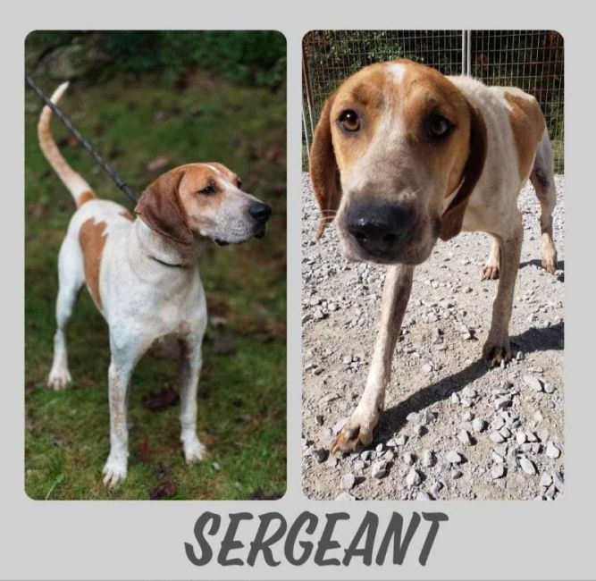 Sergeant (Courtesy Post)