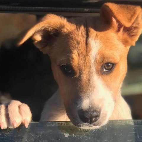 Clover, an adoptable Mixed Breed in Moab, UT, 84532 | Photo Image 1