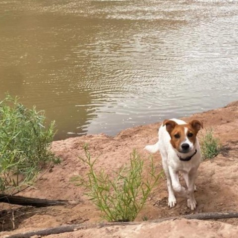 Clover, an adoptable Mixed Breed in Moab, UT, 84532 | Photo Image 2