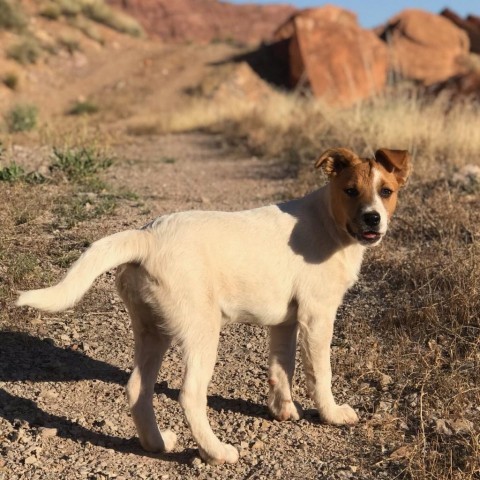 Clover, an adoptable Mixed Breed in Moab, UT, 84532 | Photo Image 3