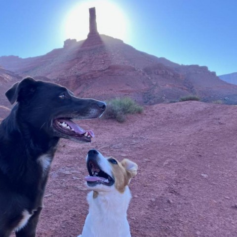 Clover, an adoptable Mixed Breed in Moab, UT, 84532 | Photo Image 6