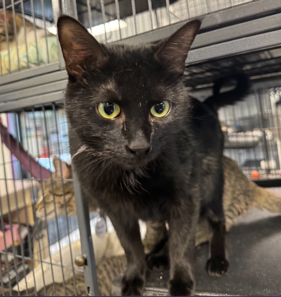 Andrea, an adoptable Domestic Short Hair in Saginaw, MI, 48604 | Photo Image 1