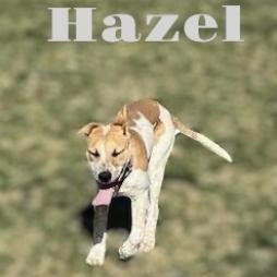 Hazel, an adoptable Redbone Coonhound in Carroll, IA, 51401 | Photo Image 3