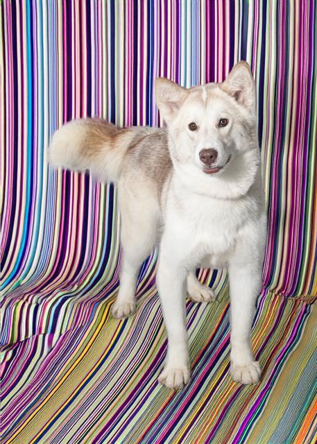 SLEEPY, an adoptable Siberian Husky in Vaughan, ON, L6A 1T1 | Photo Image 1