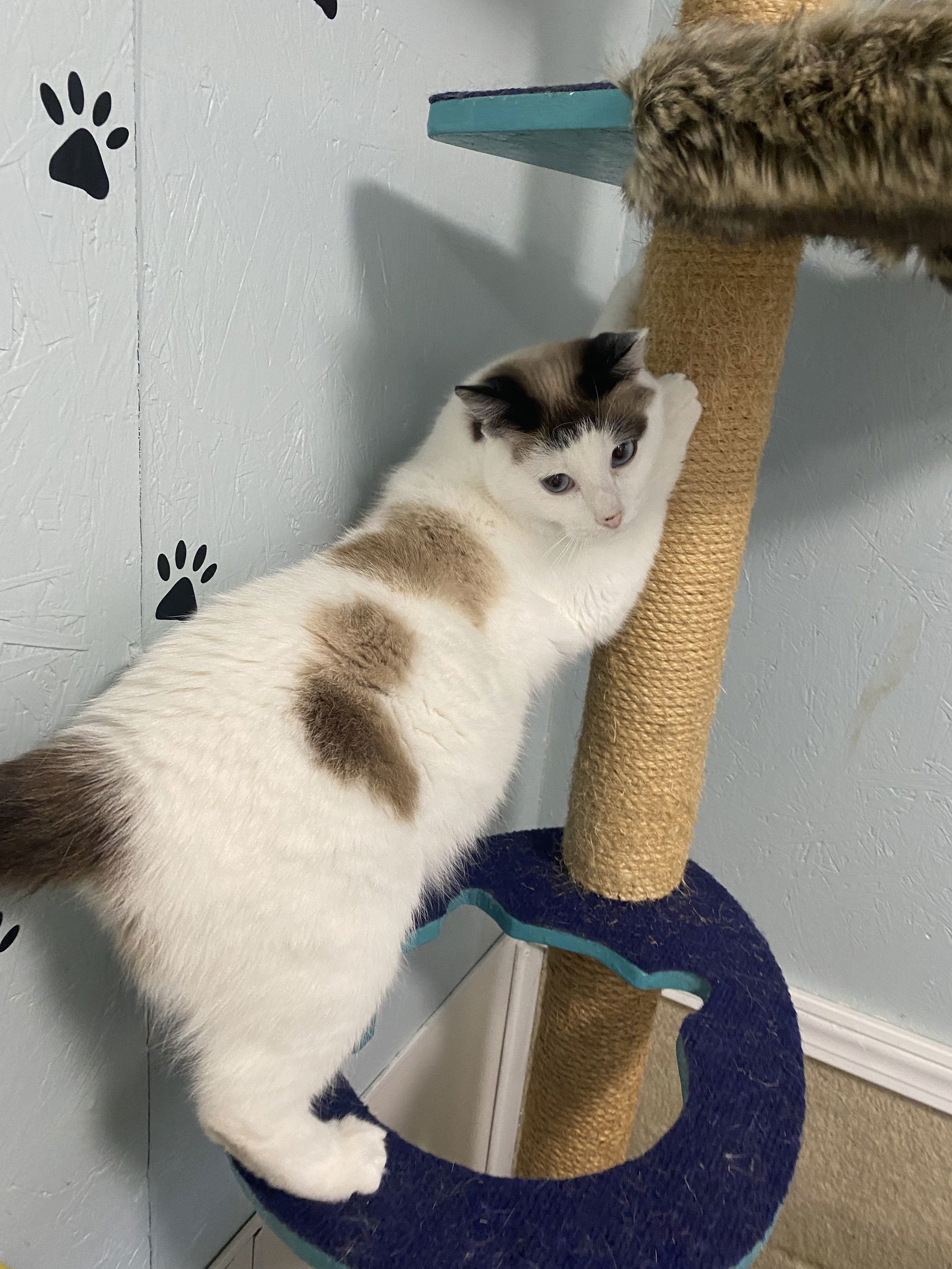 Clara