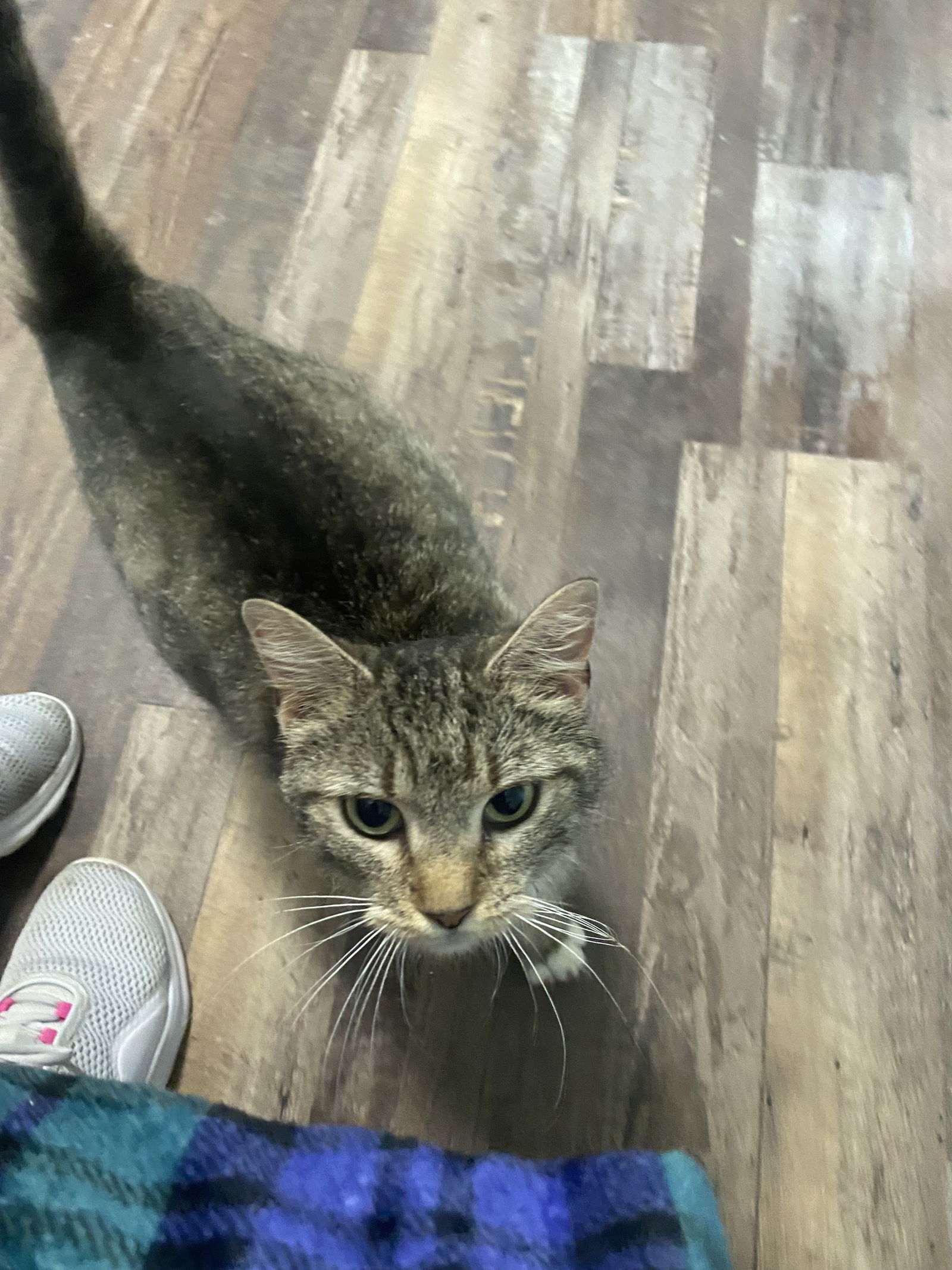 Bootsie