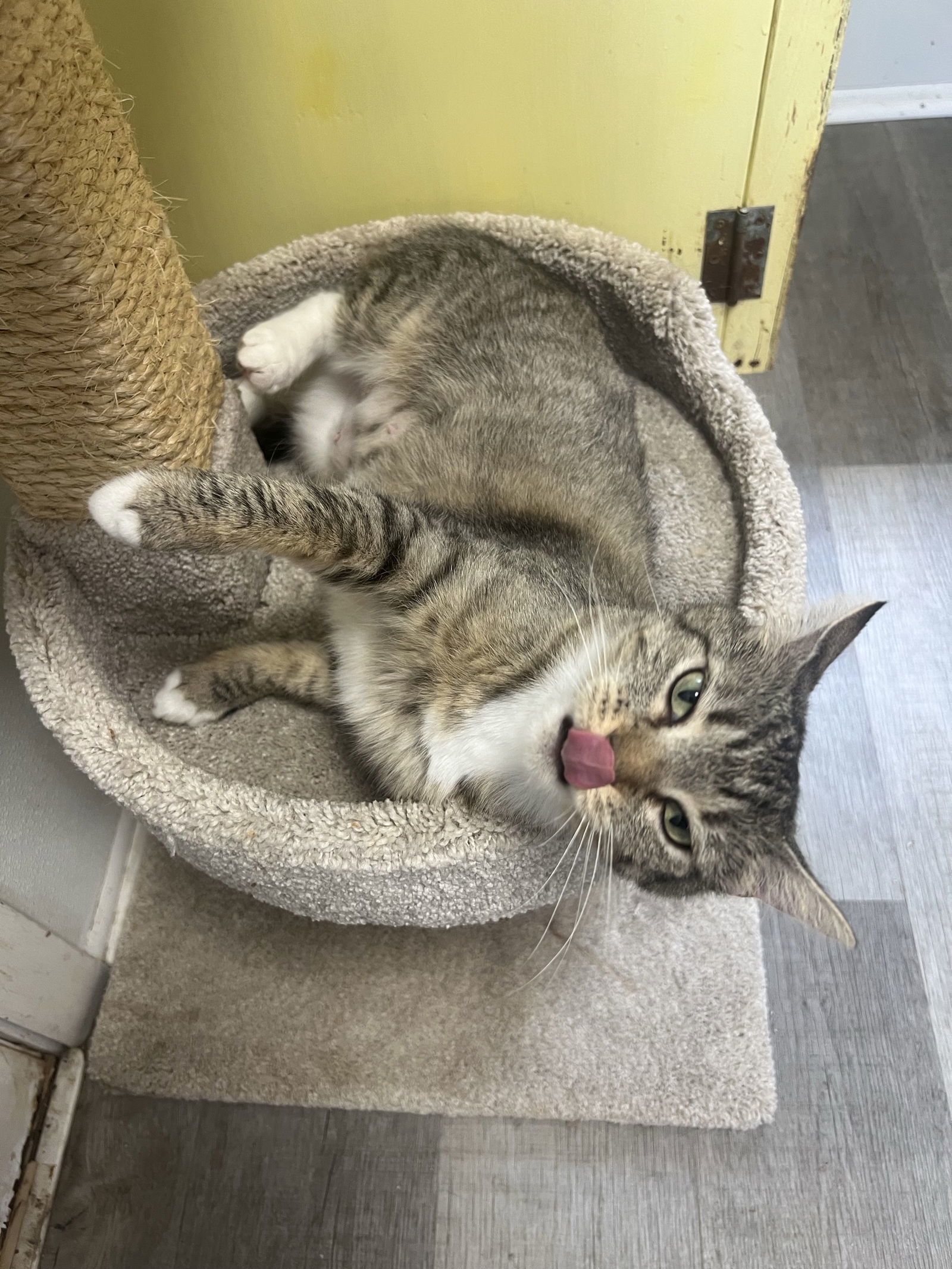Bootsie