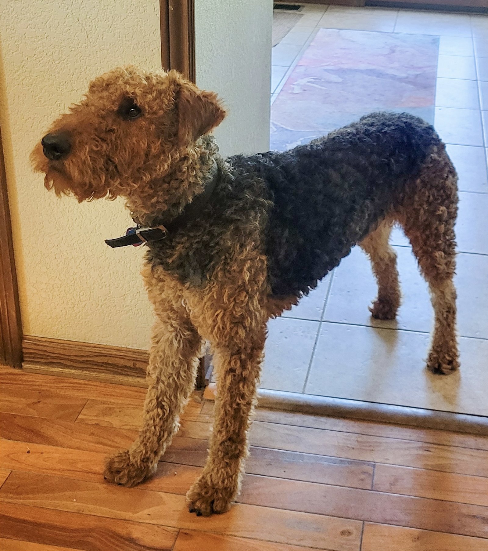 Brodie, an adoptable Airedale Terrier in Salem, OR, 97302 | Photo Image 2