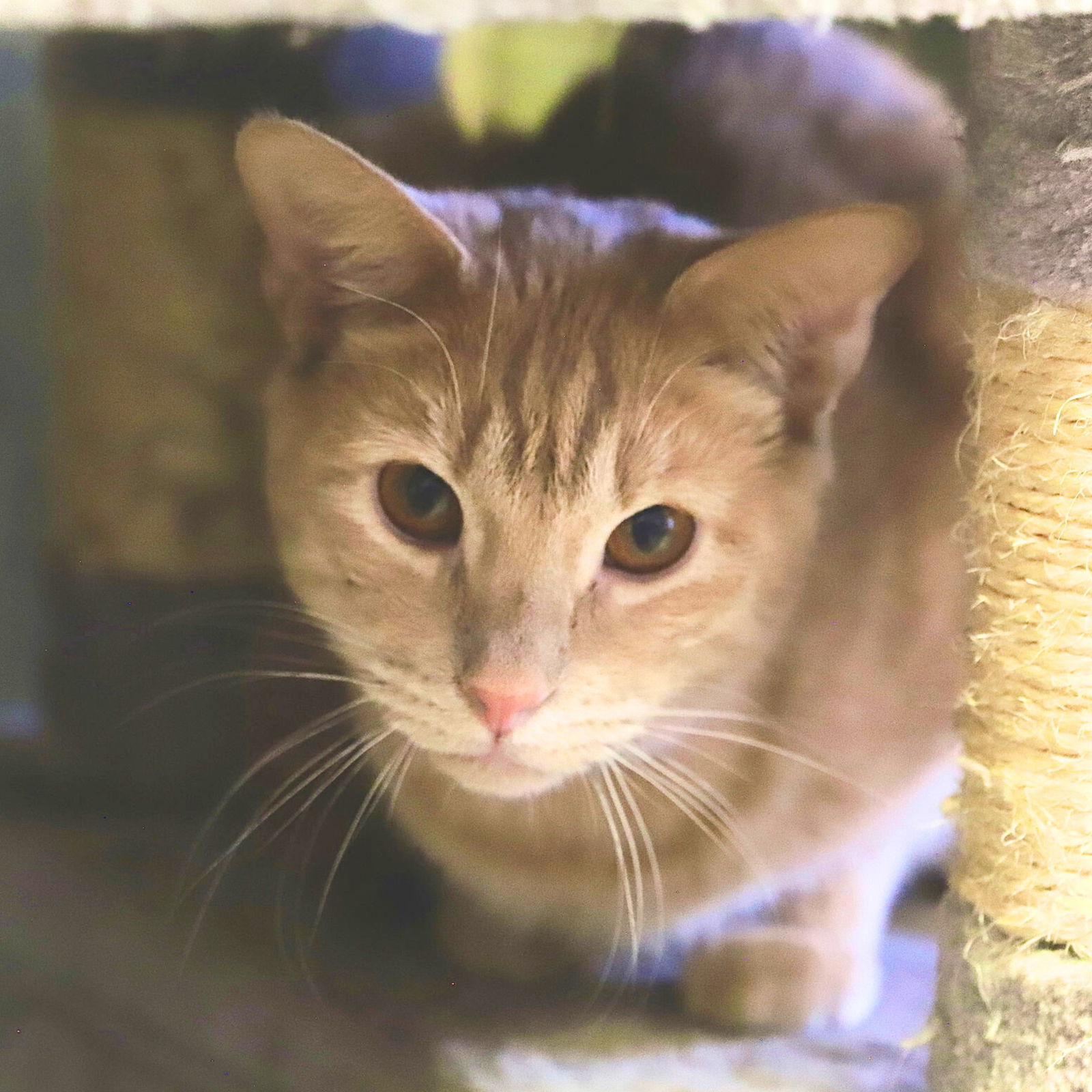 Cheyenne, an adoptable Domestic Short Hair in Laramie, WY, 82073 | Photo Image 1