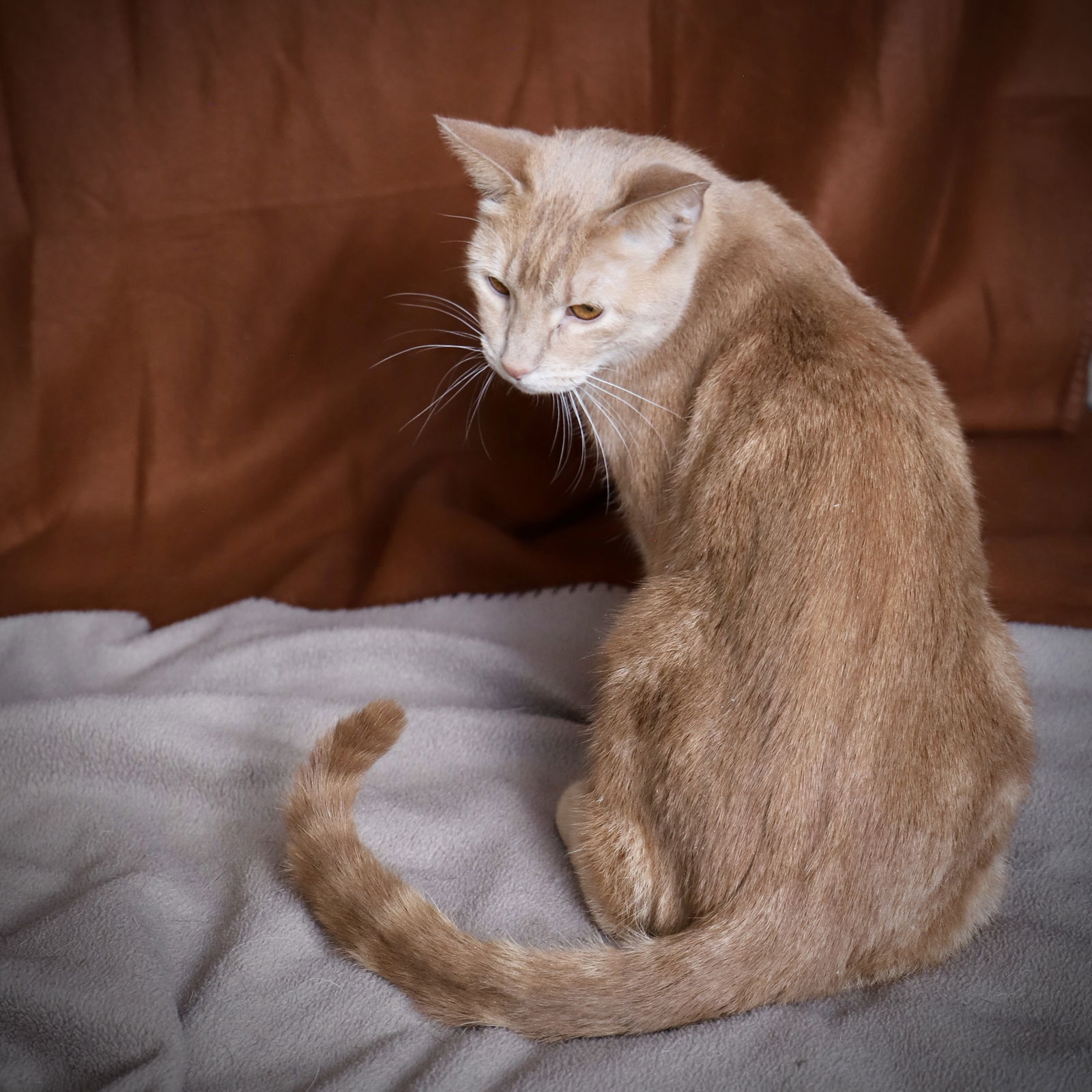 Cheyenne, an adoptable Domestic Short Hair in Laramie, WY, 82073 | Photo Image 2