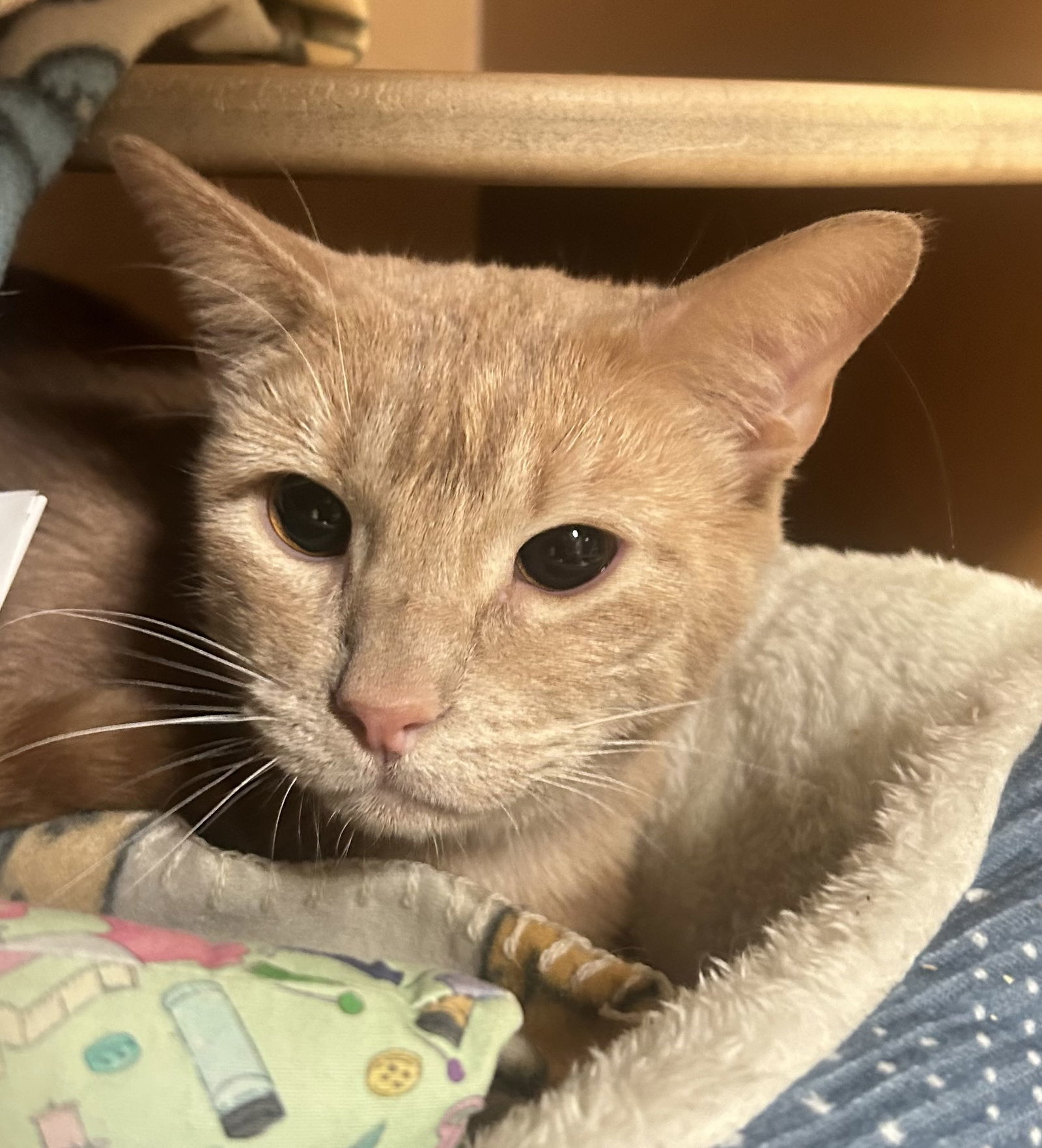 Cheyenne, an adoptable Domestic Short Hair in Laramie, WY, 82073 | Photo Image 3