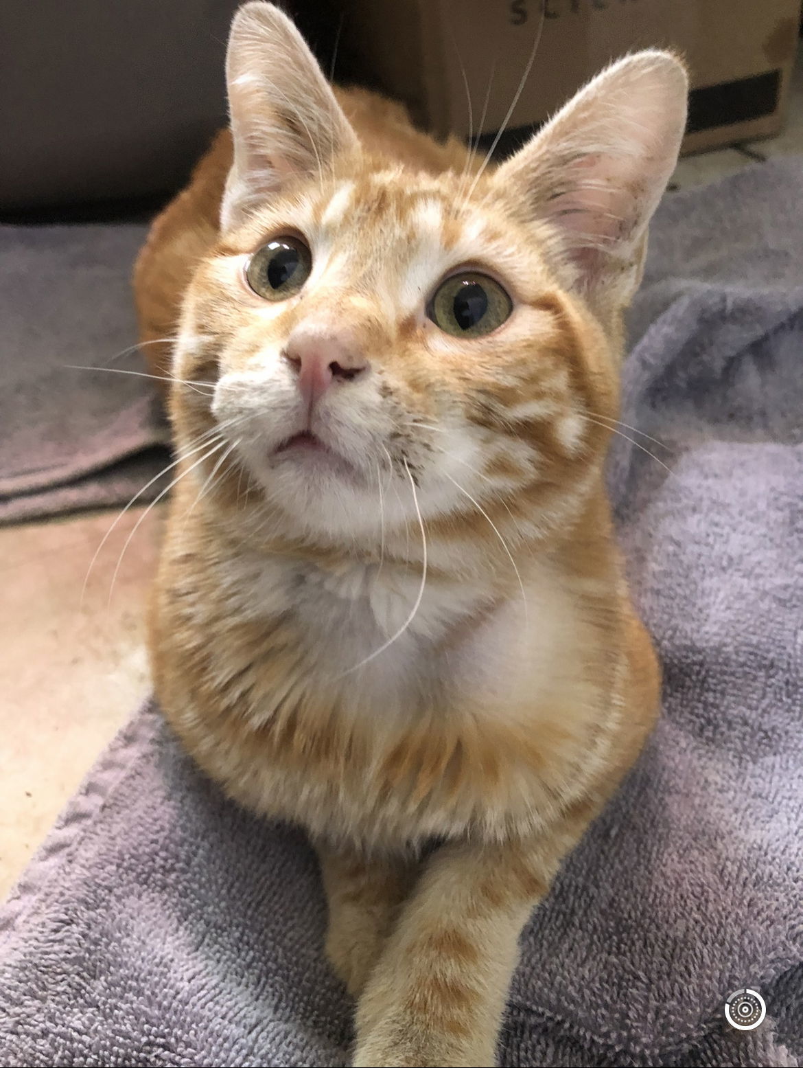 Kaycee, an adoptable Domestic Short Hair in Laramie, WY, 82073 | Photo Image 1