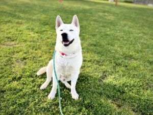 FROST Mixed Breed Dog