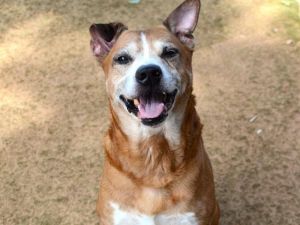 RICO Black Mouth Cur Dog