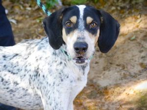 Coral is a mature 50lb hound mix who is currently looking for her soulmate Orig