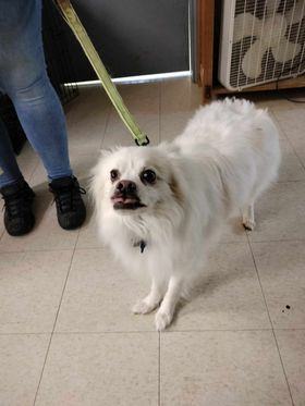 Sirius, an adoptable Spitz, Mixed Breed in Clyde, MI, 48049 | Photo Image 1