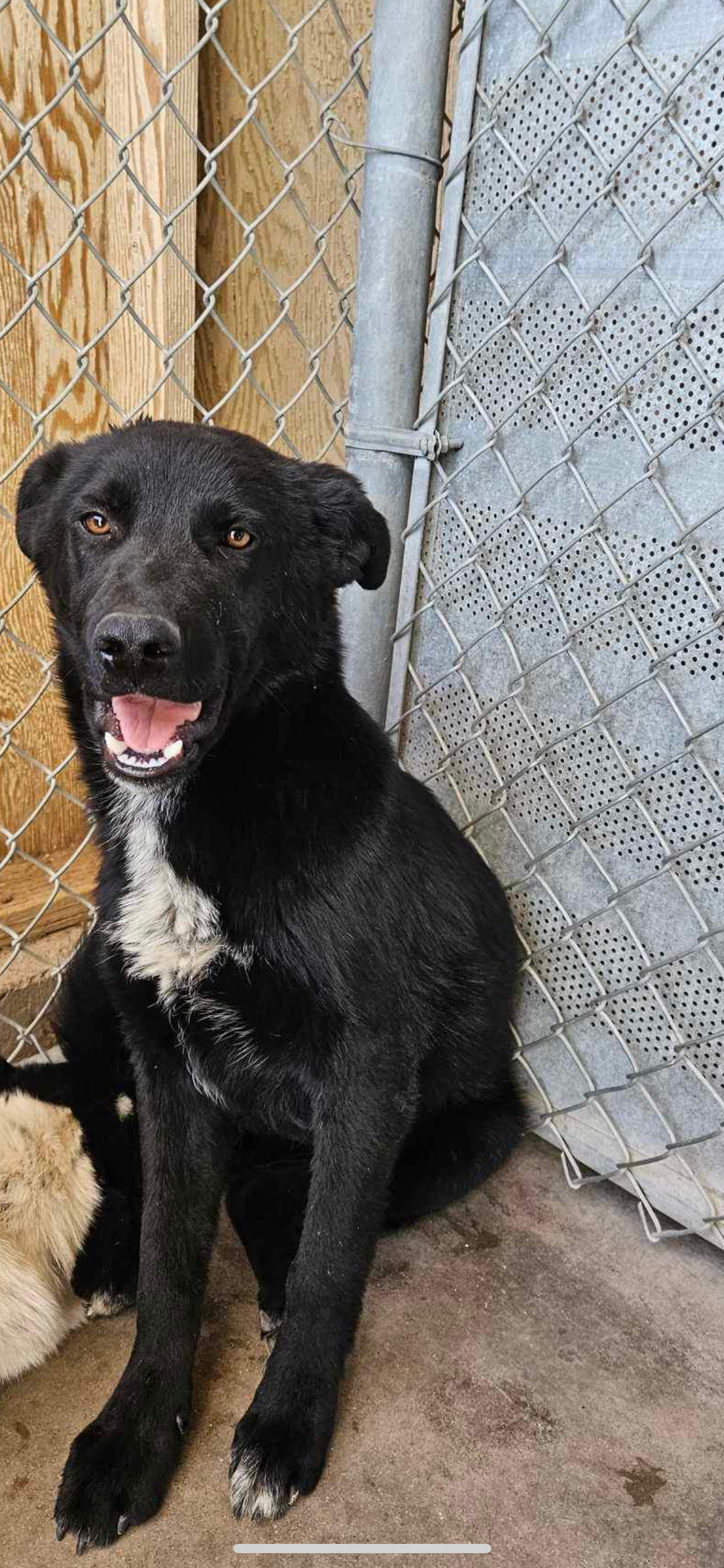 Beetle, an adoptable Border Collie in El Centro, CA, 92243 | Photo Image 1