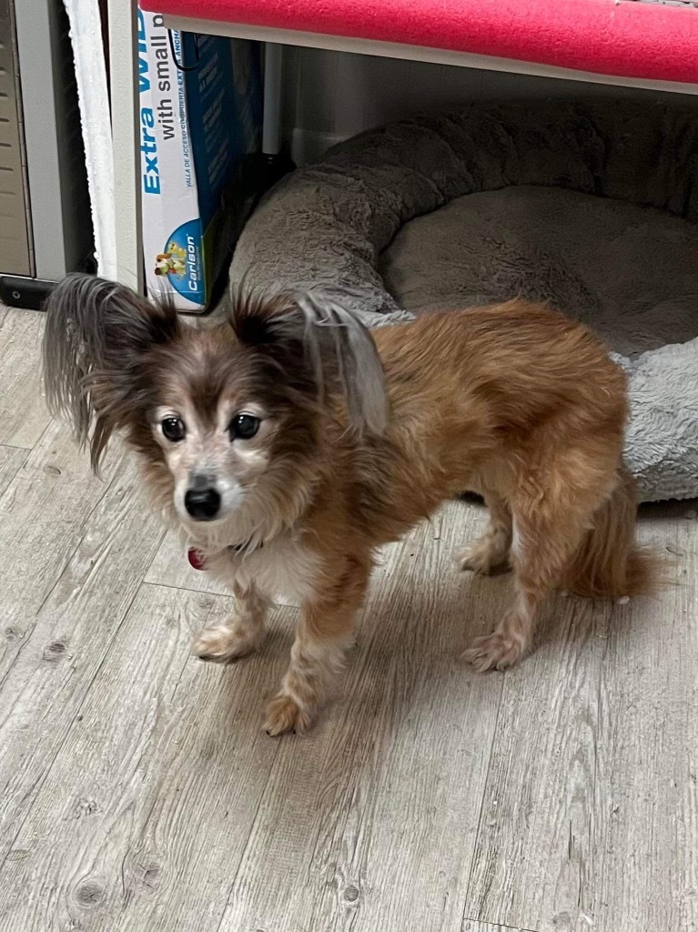 Oliver the Wonderful, an adoptable Papillon, Shetland Sheepdog / Sheltie in College Station, TX, 77845 | Photo Image 1