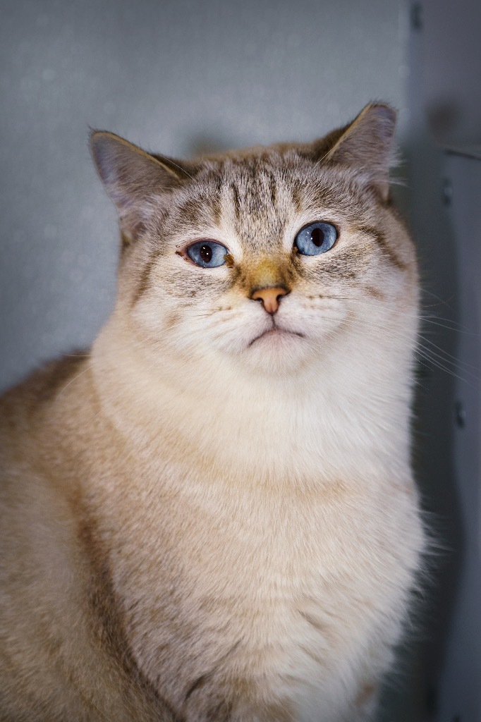 Mary Junior, an adoptable Domestic Short Hair in Fort Lupton, CO, 80621 | Photo Image 1