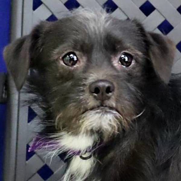 Opie, an adoptable Terrier in Fort Davis, TX, 79734 | Photo Image 1