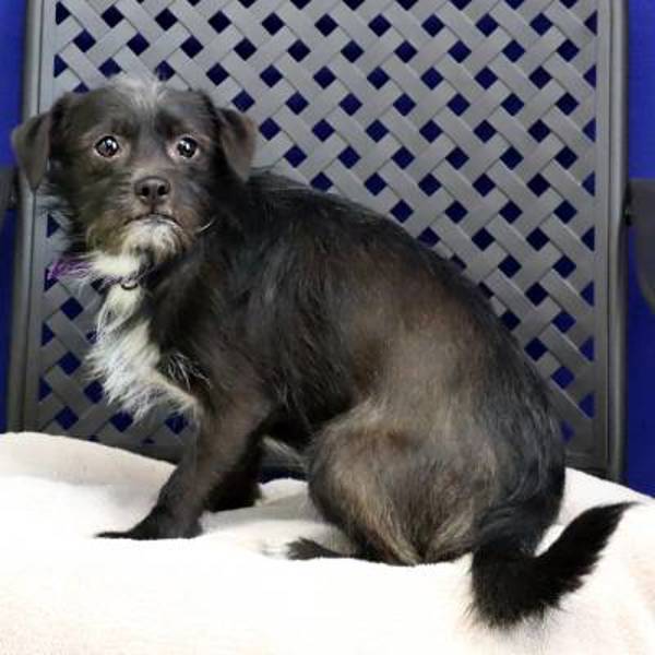 Opie, an adoptable Terrier in Fort Davis, TX, 79734 | Photo Image 2