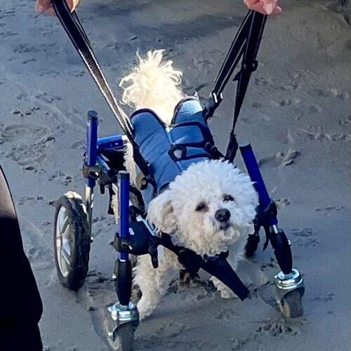 Dexter #453, an adoptable Maltipoo in Placentia, CA, 92871 | Photo Image 3