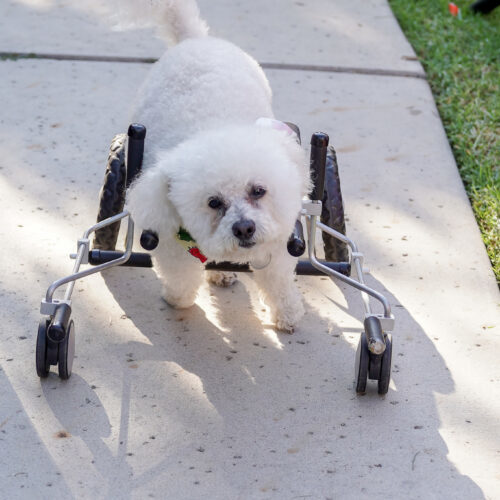 Dexter #453, an adoptable Maltipoo in Placentia, CA, 92871 | Photo Image 4