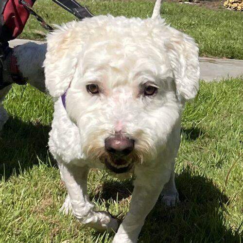 Cash #470, an adoptable Maltipoo in Placentia, CA, 92871 | Photo Image 2