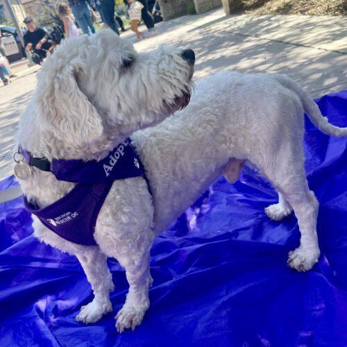 Cash #470, an adoptable Maltipoo in Placentia, CA, 92871 | Photo Image 4