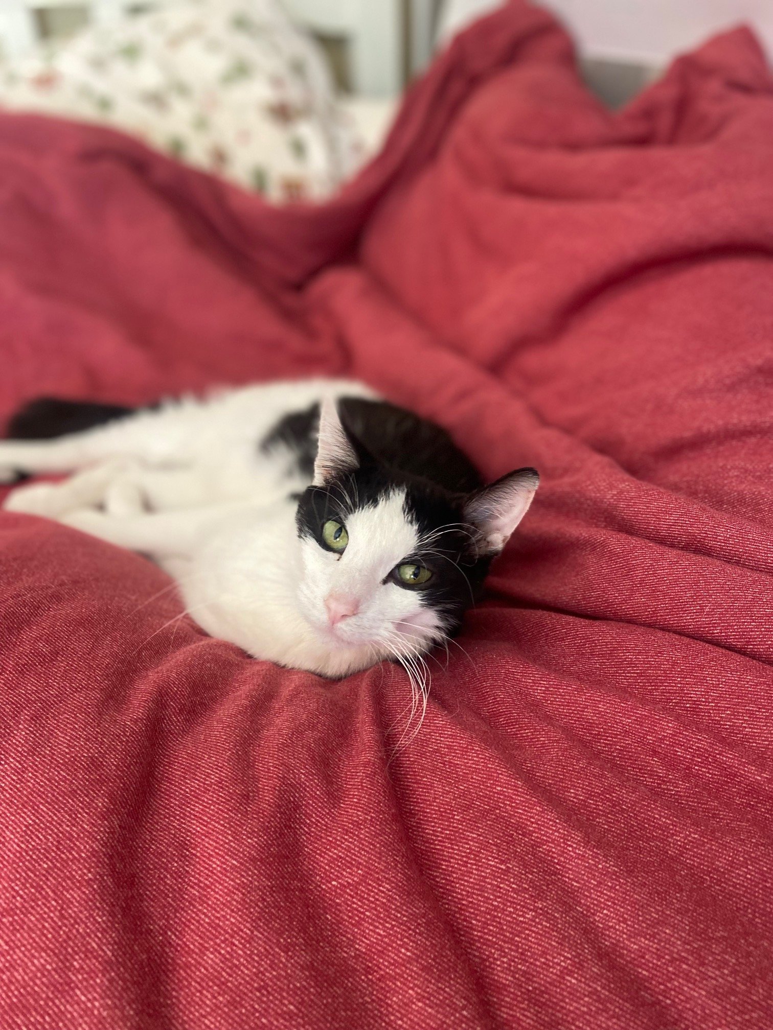 Mellow Melvin, an adoptable Domestic Short Hair in Denver, CO, 80211 | Photo Image 3